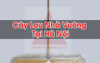 Cây Lau Nhà Vuông Tại Hà Nội