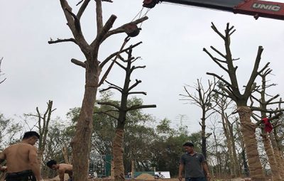 Mua Bán Cây Ổi