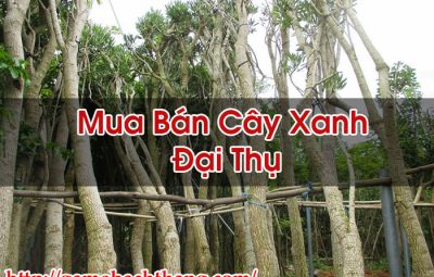 Mua Bán Cây Xanh Đại Thụ