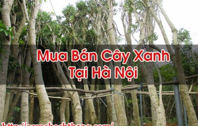 Mua Bán Cây Xanh Tại Hà Nội