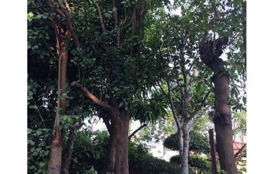 Mua Cây Cổ Thụ Tại Hà Nội