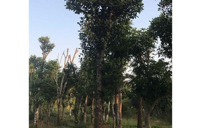 Mua Cây Đại Thụ Tại Hà Nội
