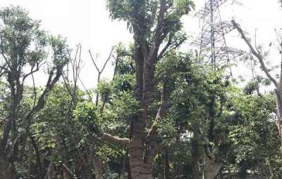 Mua Cây Bóng Mát Tại Hà Nội
