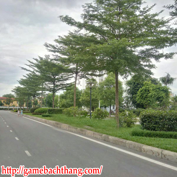 Mua Cây Bóng Mát Trồng Khu Đô Thị