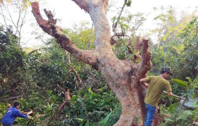 Mua Cây Phong Thủy Tại Hà Nội