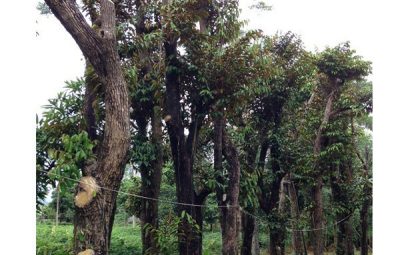 Mua Cây Xanh Ngoại Thất Tại Hà Nội