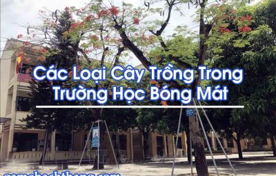 Các Loại Cây Trồng Trong Trường Học